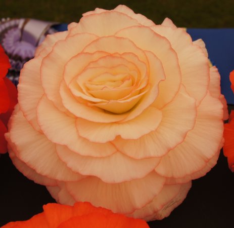 B. ‘Scotia’